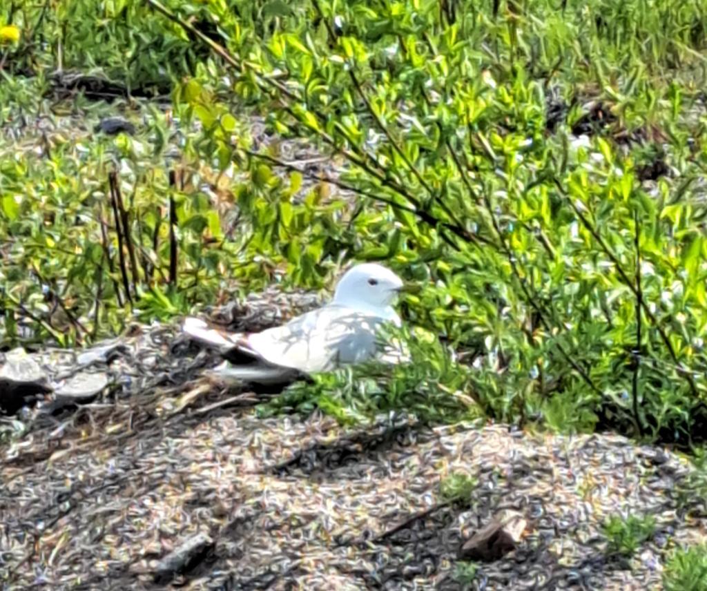 Lokit eivät kaksista pesää tee. Kolo hiekassa on kaikki mitä perheen perustamiseen tarvitaan. Kuva Tita Haapajoki Hautova lokki.