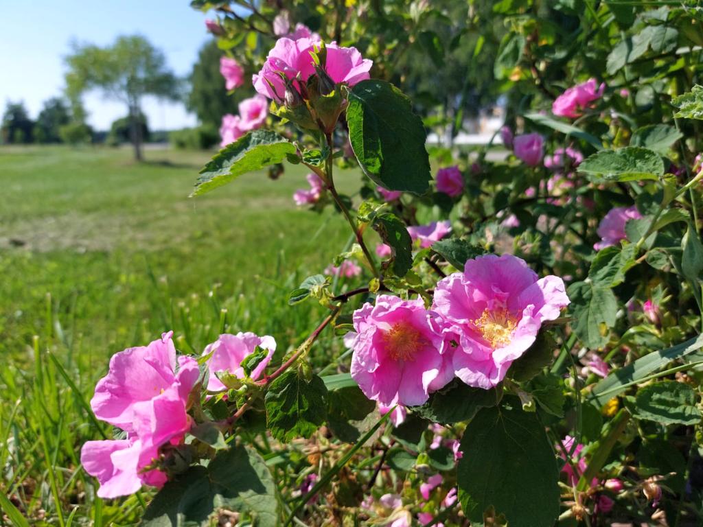 Kuva: Leena Törmälä. Malvaruusun kukintaa.