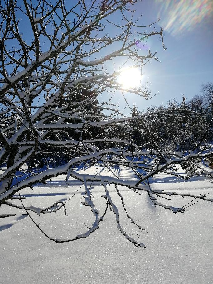 Kuva: Nuorisopalvelut Talvinen kuva sinisestä taivaasta, auringonpaisteesta ja puista.