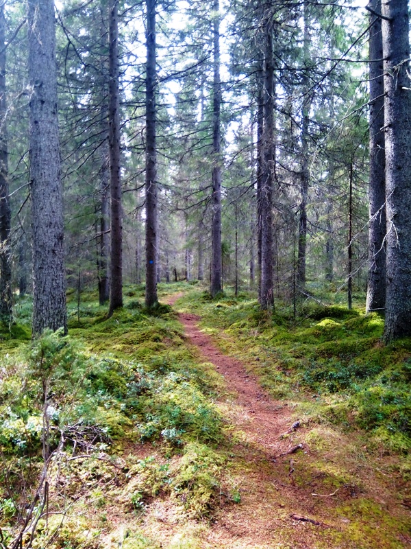 Kuva: Seija Jussinniemi Metsäpolku.