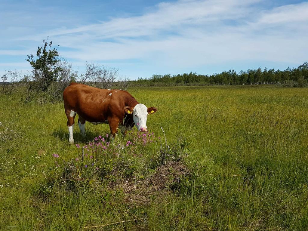 Kuva: Marika Laurila. Lehmä kesäisellä pellolla.