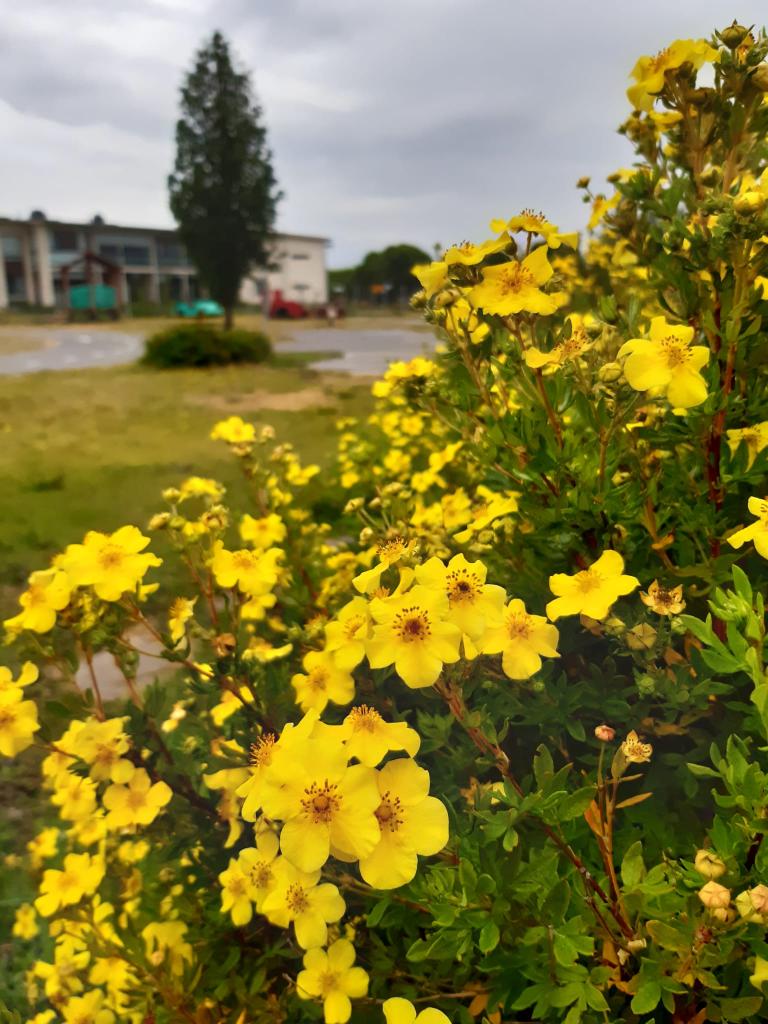 Kuva: Nuorisopalvelut. Kaupunginlahden liikennepuisto pensaan takana.