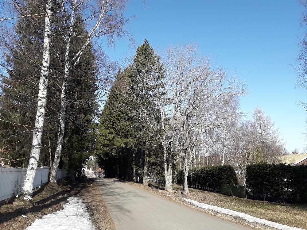 Oravanpolun poistettavat kuuset. Kuva Tita Haapajoki. Oravanpolun kuusiaita.