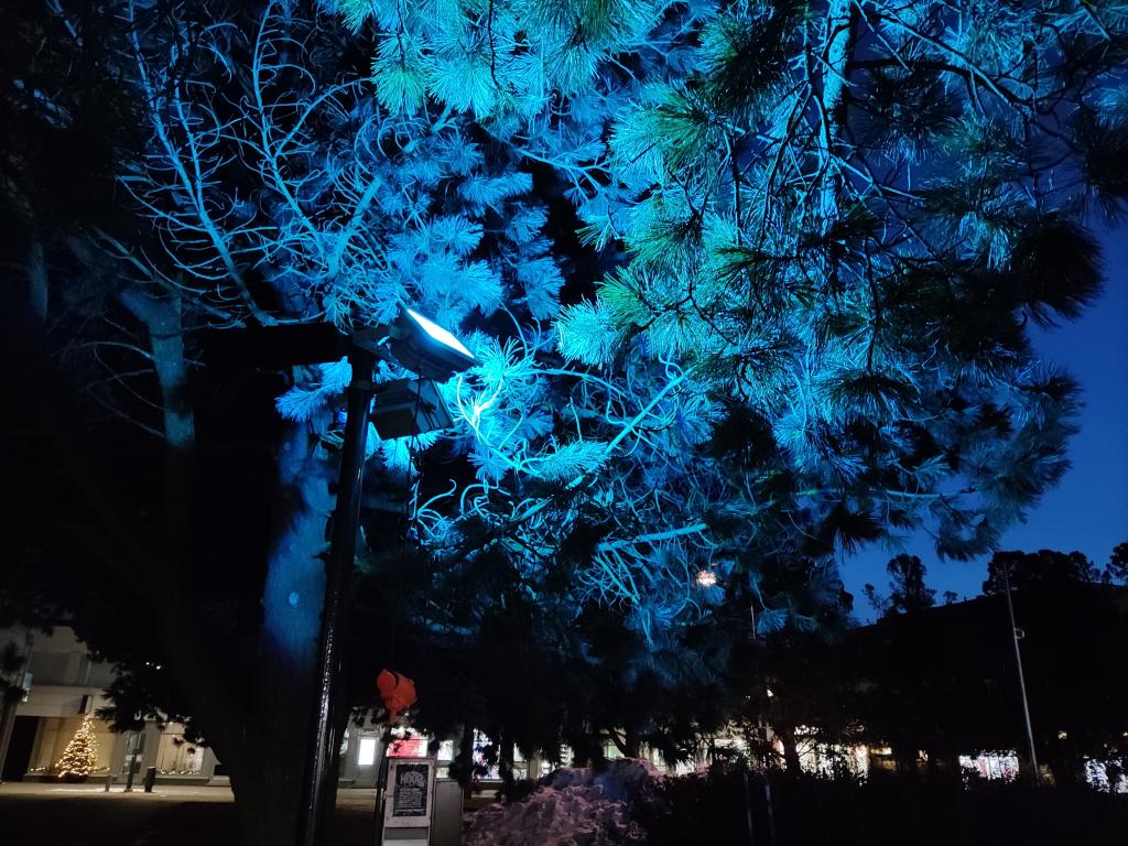 Kuva: Raahen kaupunki. Sinisellä valolla valaistu puu Härkätorilla.