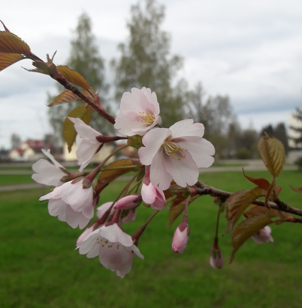 Rusokirsikka kukkii Nesteenpuistossa Ouluntiellä. Kuva Tita Haapajoki Rusokirsikan kukka.