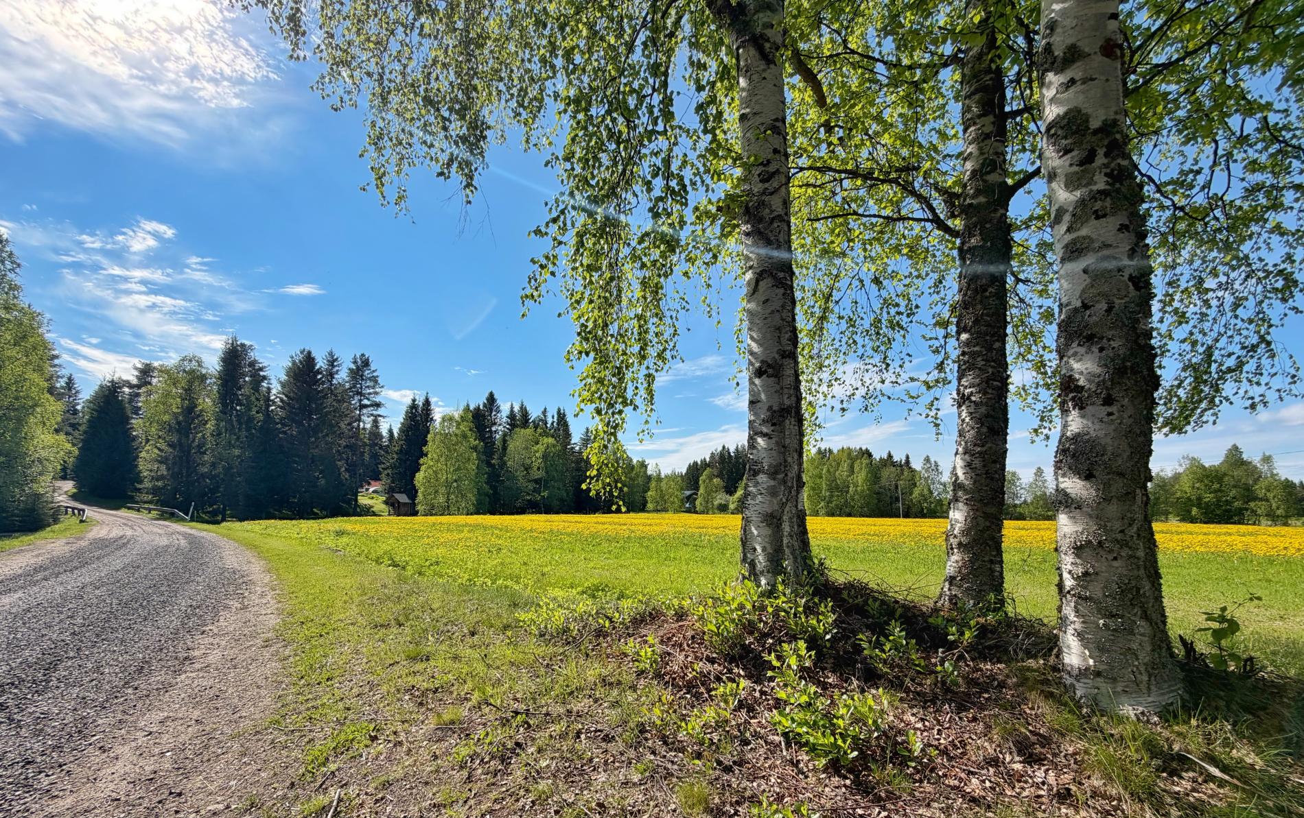 Kesäinen maalaismaisema Lasikankaalla: etualalla soratie ja koivuja, taustalla kukinnosta keltaisena hohtava pelto.
