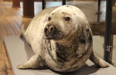 Stuffed gray seal.