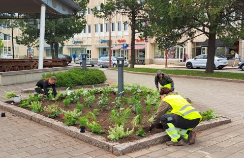 Kukkien istutusta puistoissa.