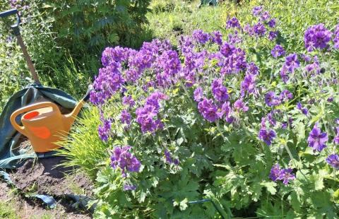 Lapio, kastelukannu ja kukkaistutuksia kesäisellä pihalla.