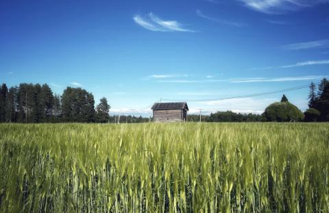 Kesäistä vljapeltoa Raahen Lasikankaalla.