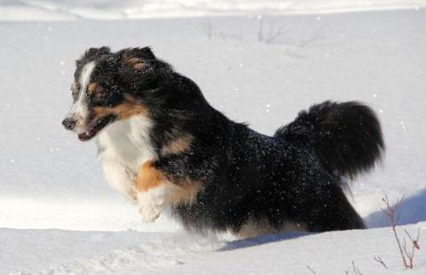 Koiran talviriemua lumihangessa.