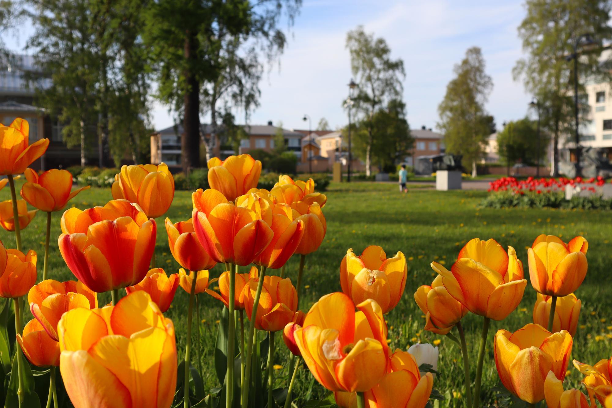 Flowers in Kari Juva's sculpture park.