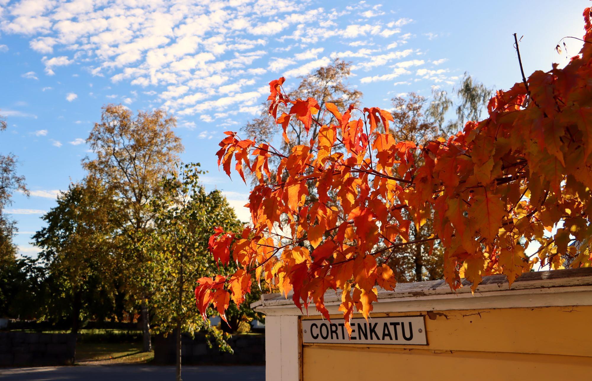 Autumn leaves on Cortenkatu.