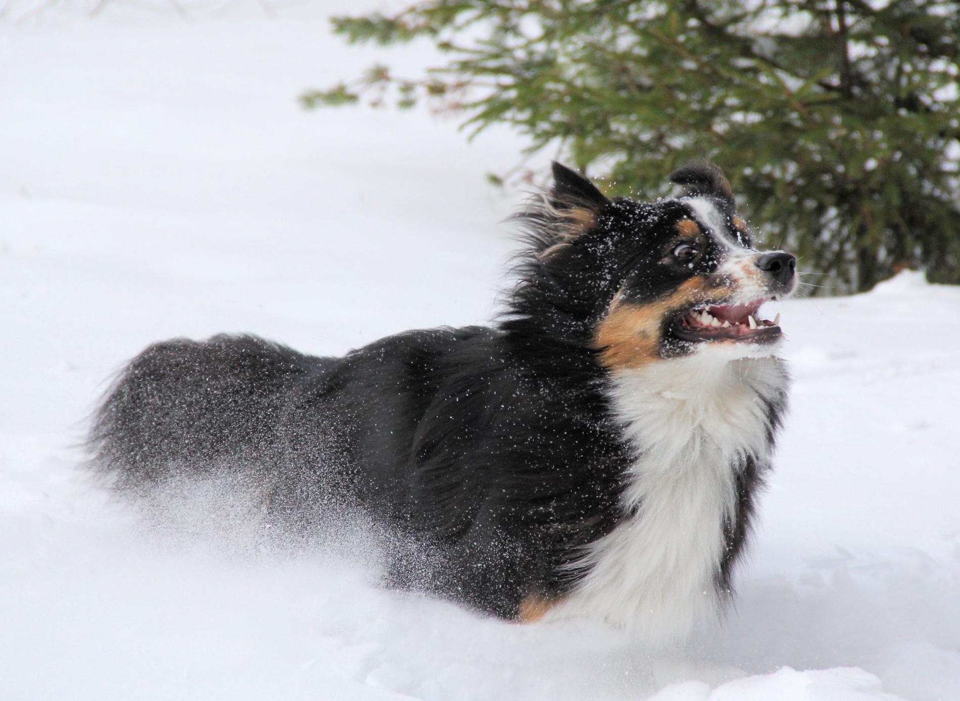 Innostunut koira lumihangessa.