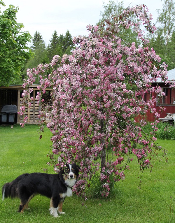 Koira vaaleanpunaisena kukkivan puun juurella.