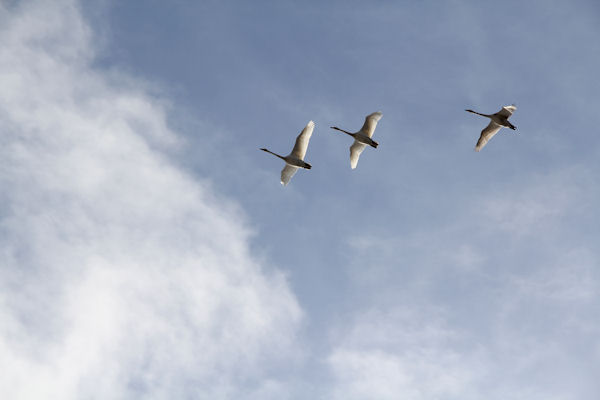 Kolme joutsenta lentää poutaisella taivaalla.