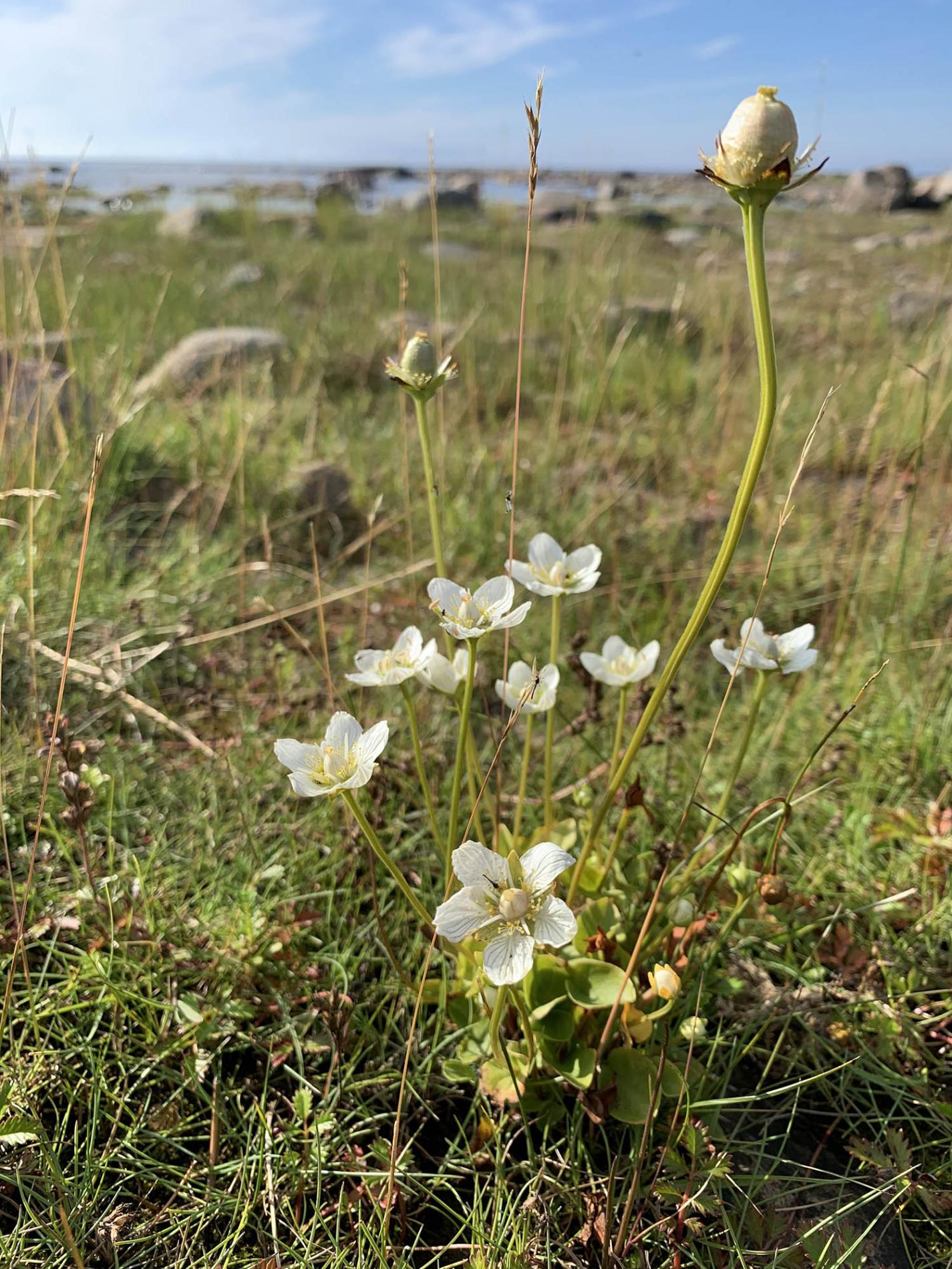 Metsämansikkaa Kallassa.