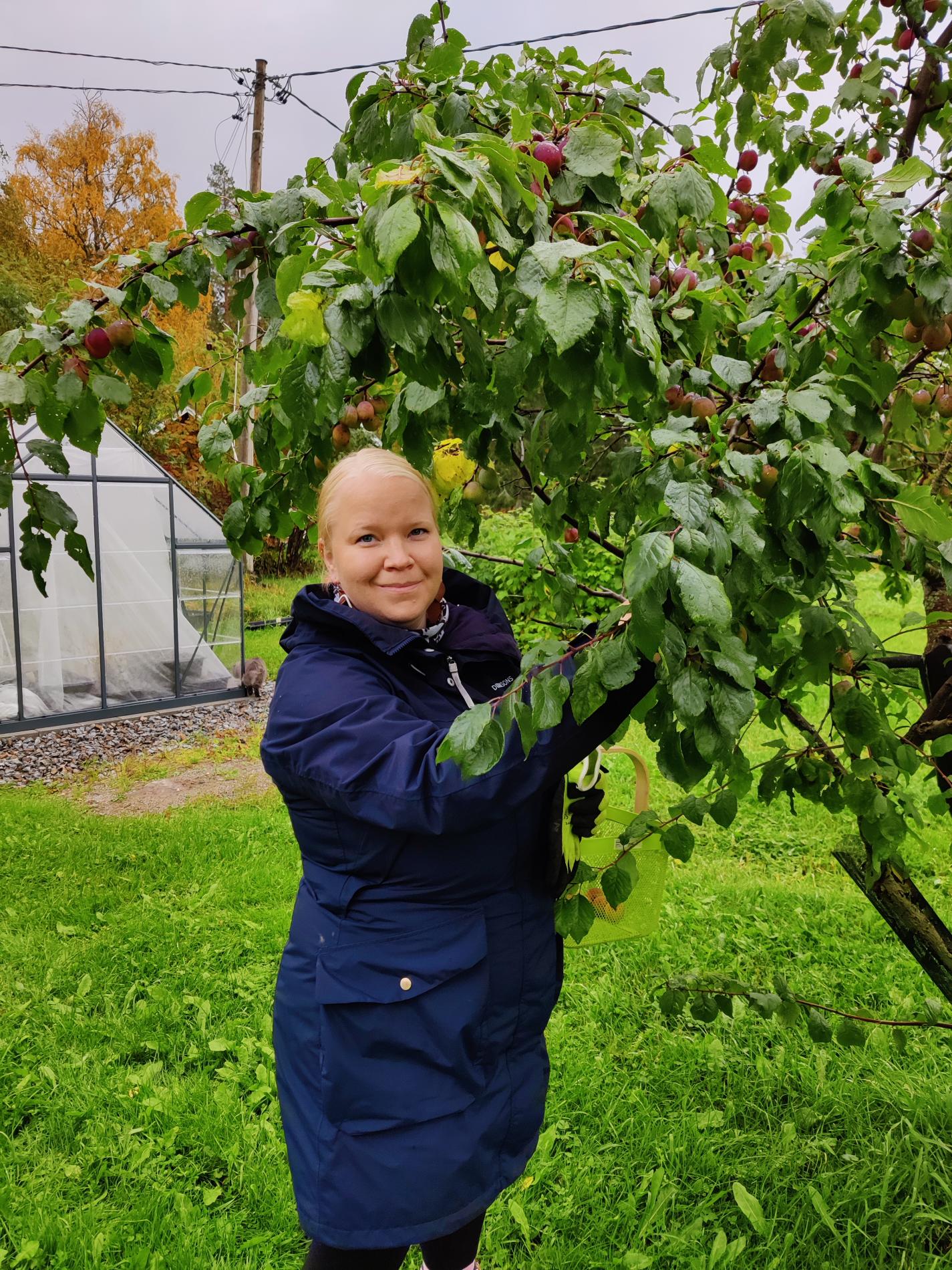 Elina keräämässä luumuja kotipuutarhassaan.