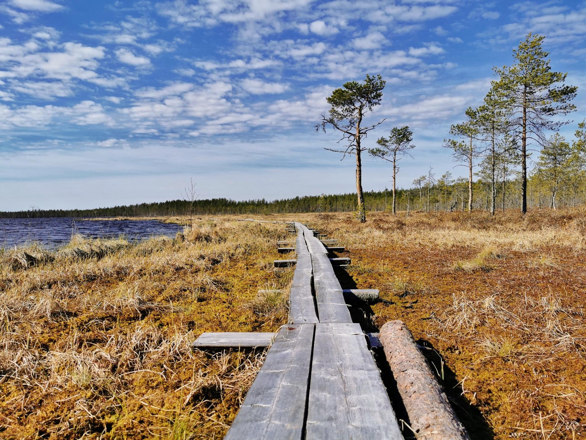 Pitkospuut Lumijärven rantaheinikossa lumien sulamisen jälkeen.