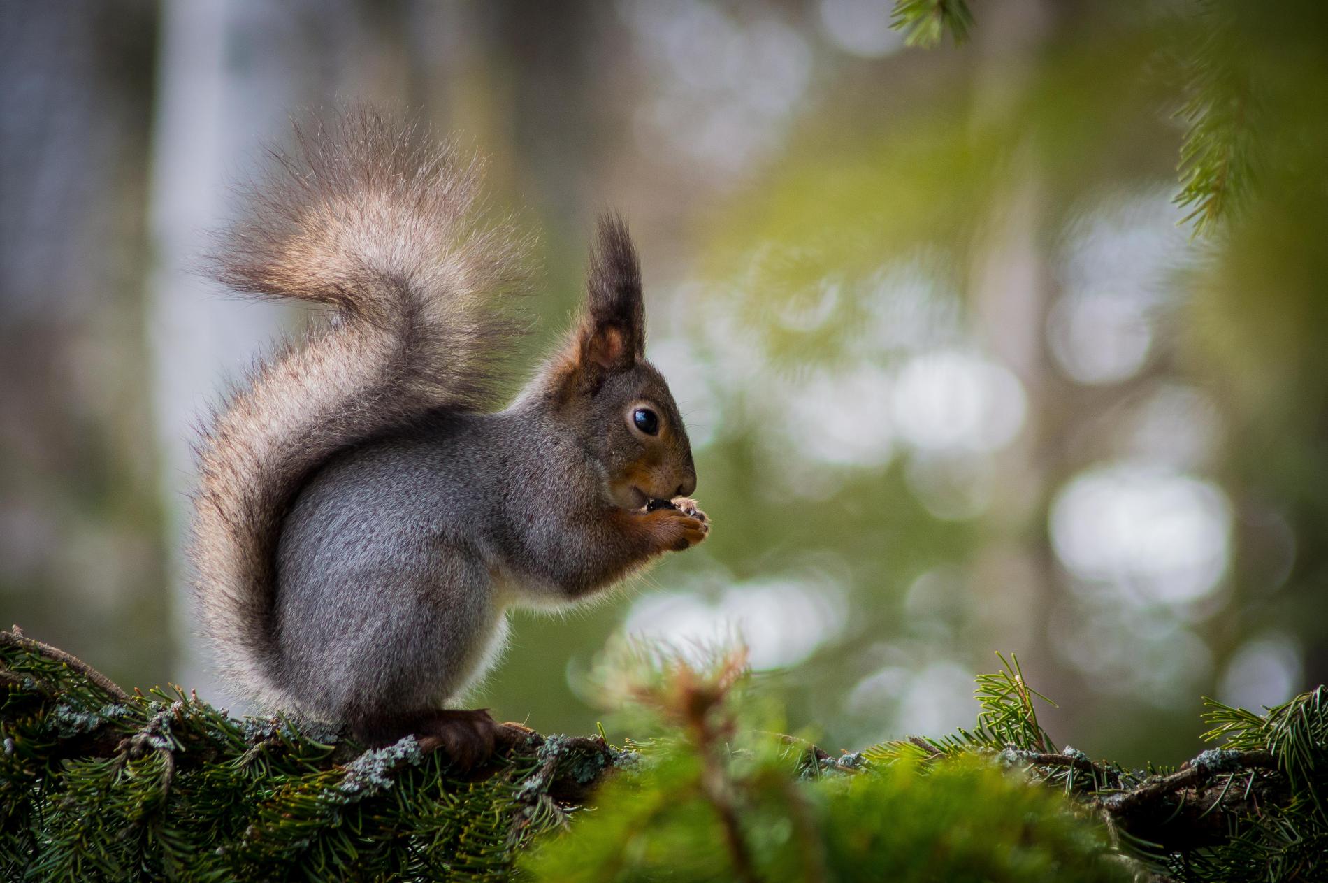 Orava syö käpyä.